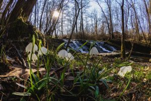 Vibrant snowdrops bloom by a serene forest waterfall during daylight in early spring.